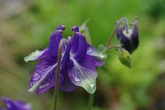 Nach dem Regen