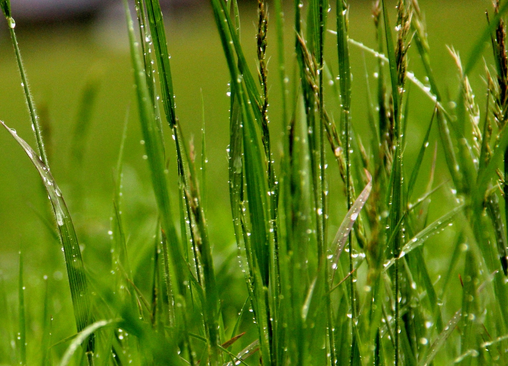 nach dem Regen