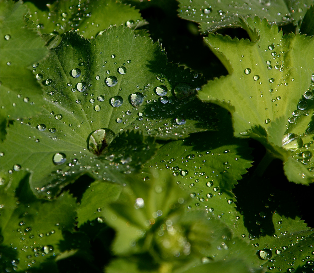 Nach dem Regen