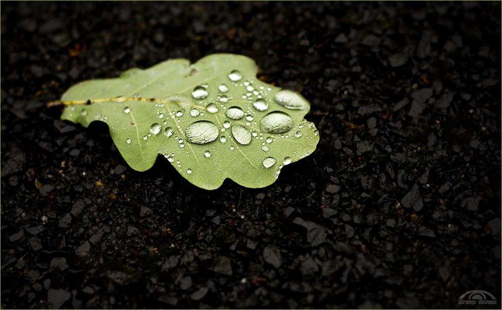 nach dem Regen