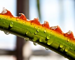 nach dem Regen