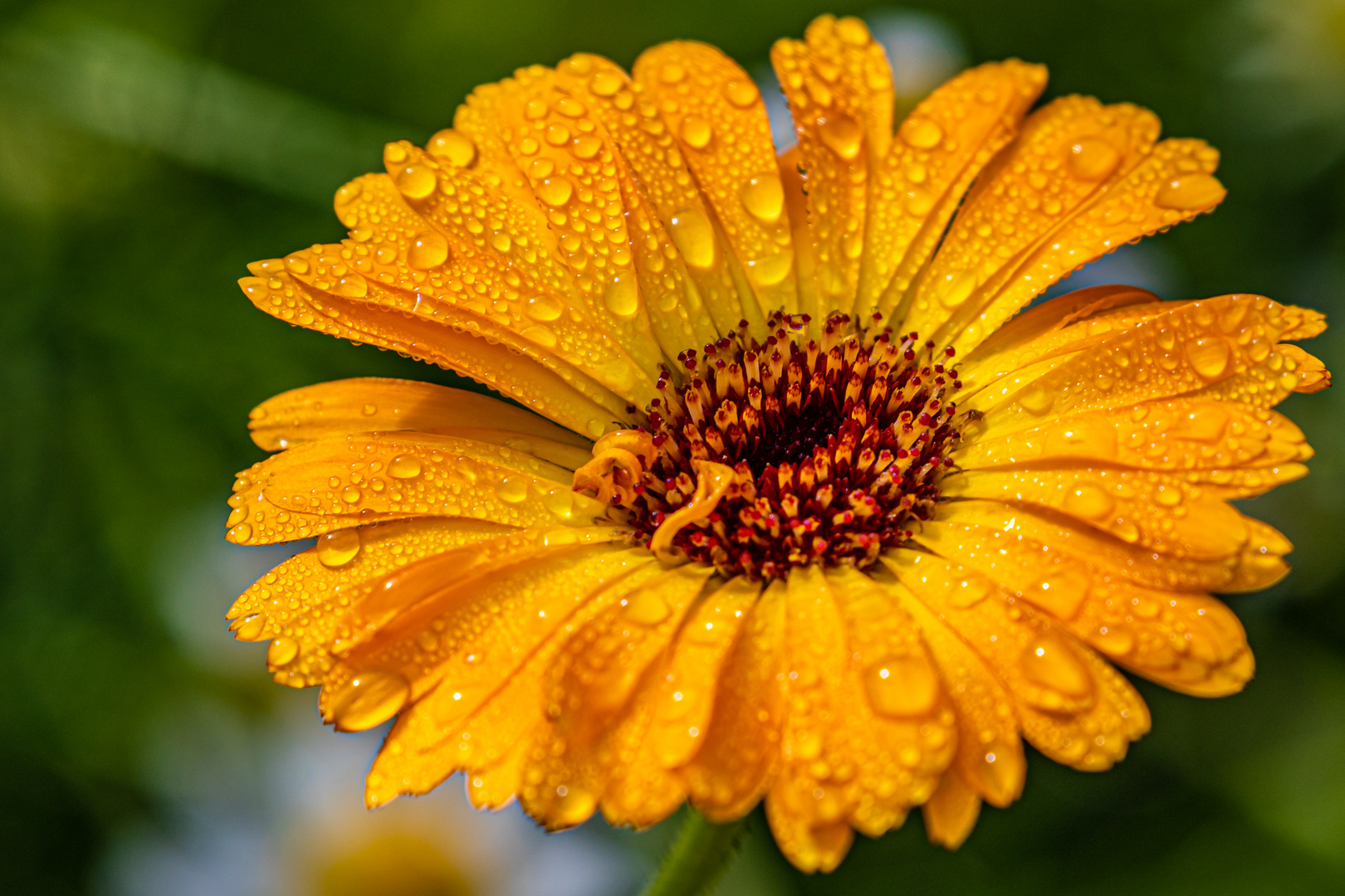 Nach dem Regen