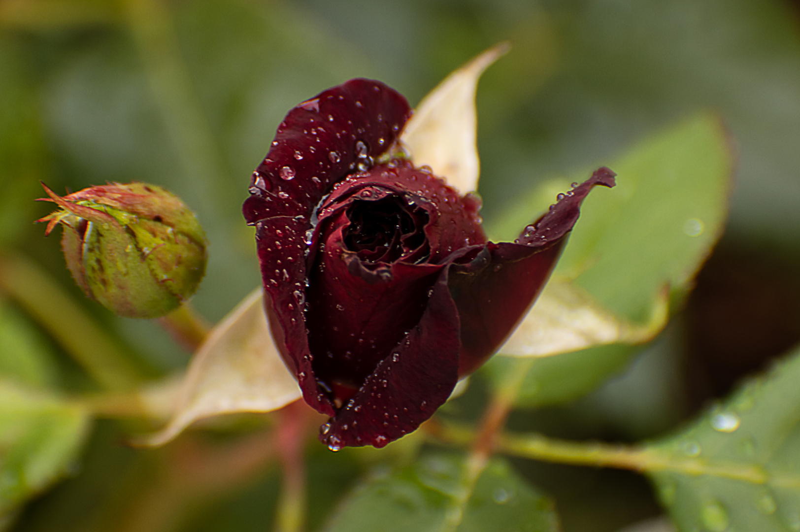 Nach dem Regen