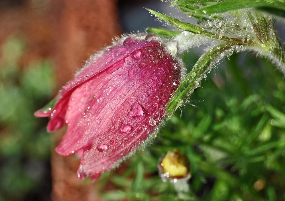 Nach dem Regen