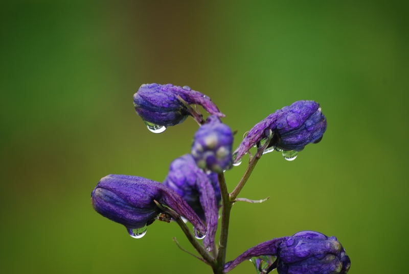 nach dem regen