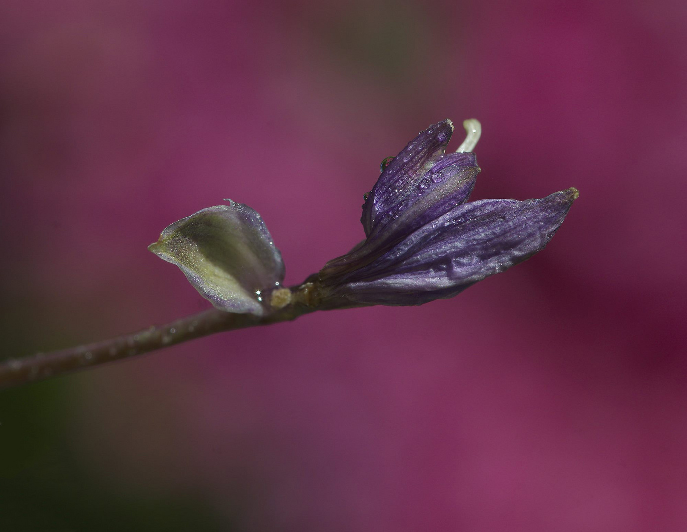 nach dem Regen