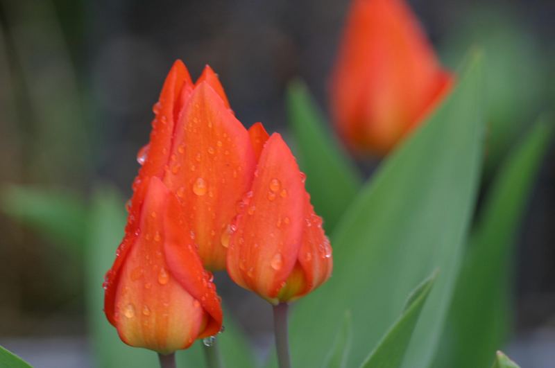 Nach dem Regen