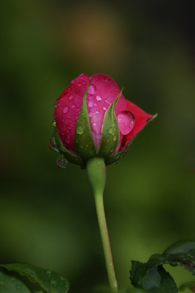 Nach dem Regen...