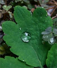 Nach dem Regen