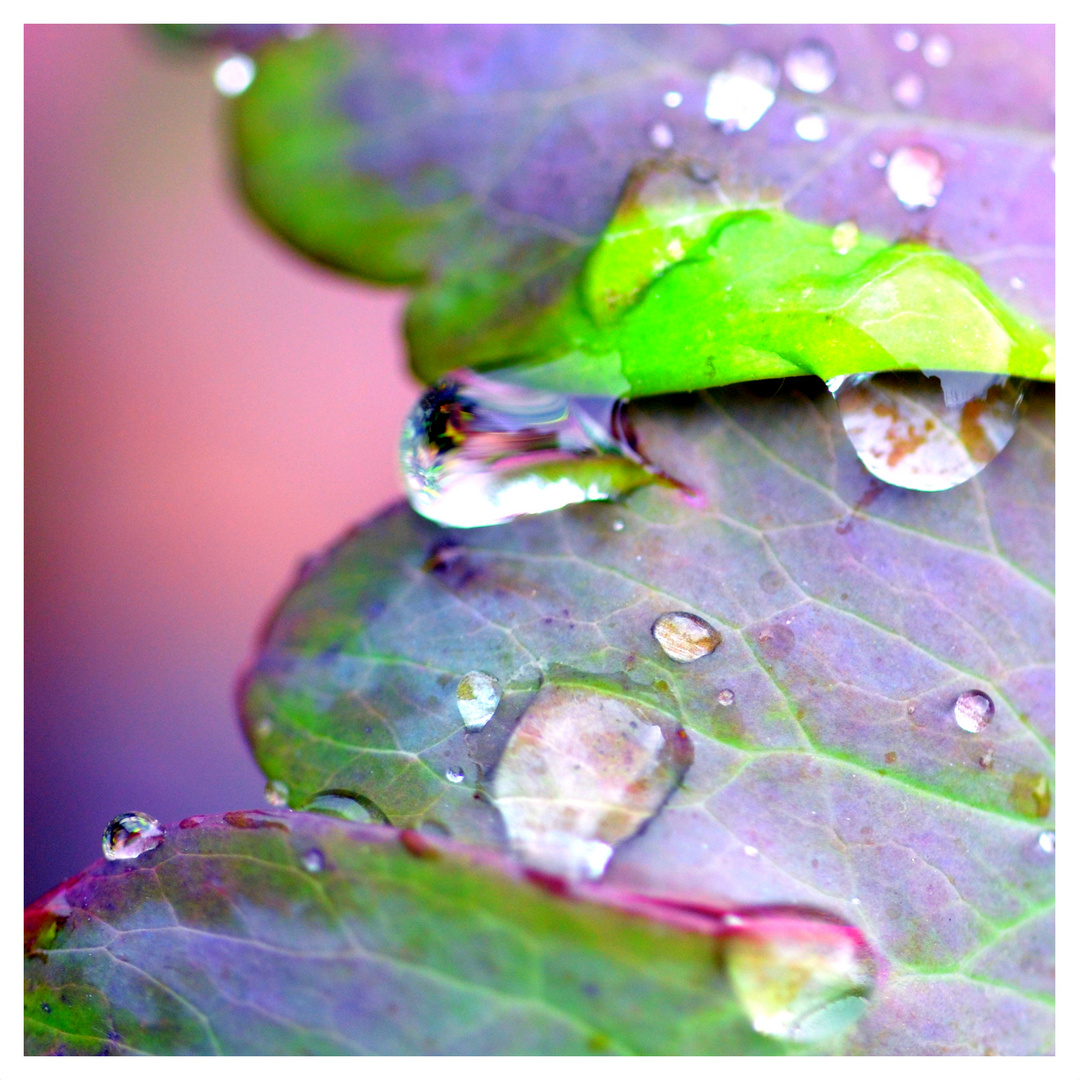 Nach dem Regen