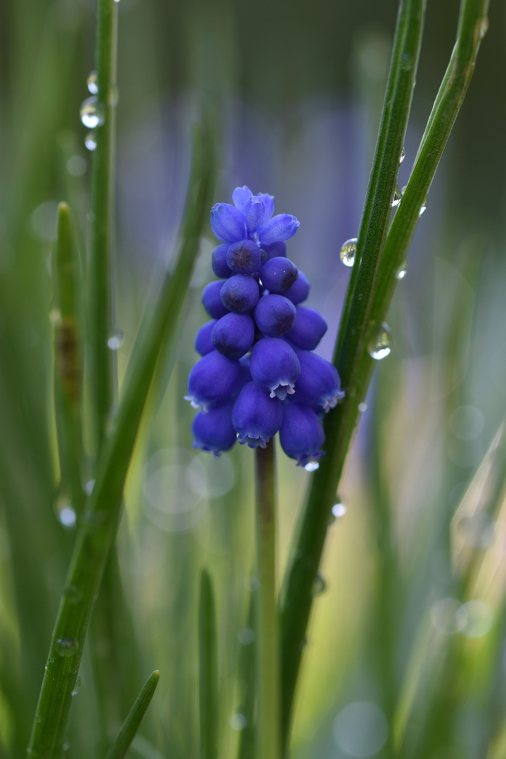 nach dem Regen