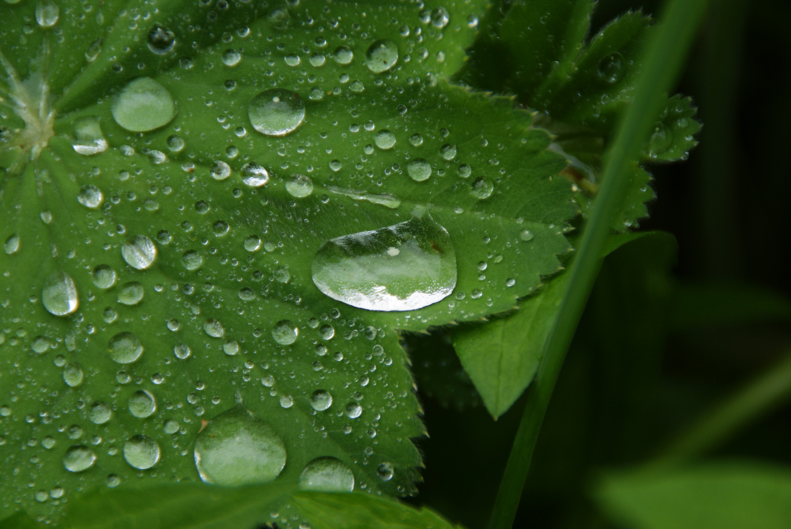 Nach dem Regen