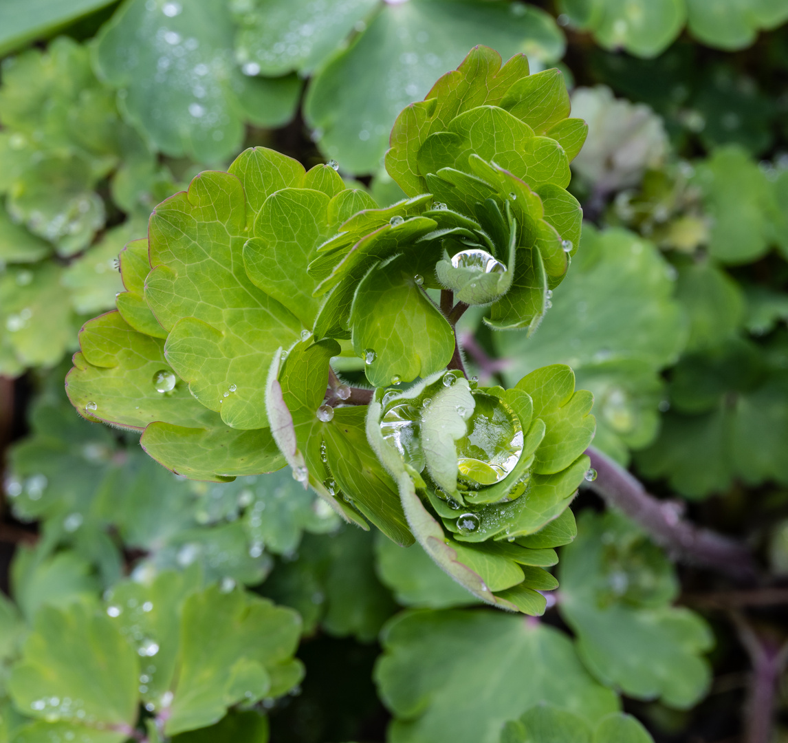 nach dem Regen