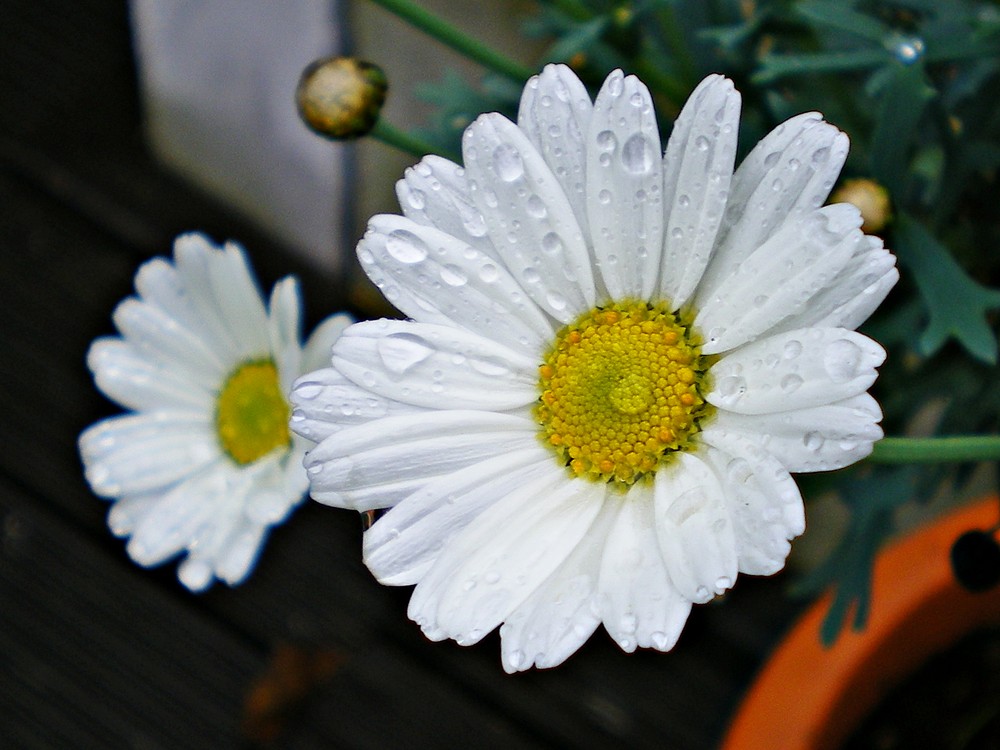 Nach dem Regen