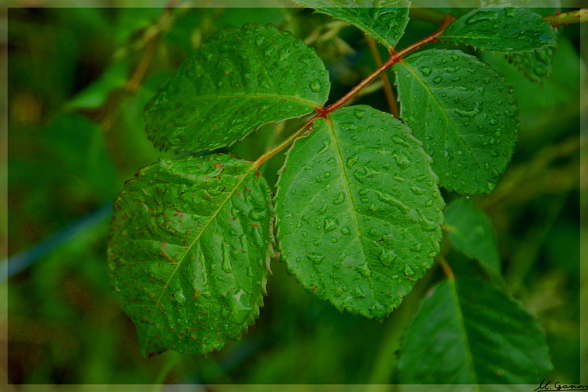 Nach dem Regen