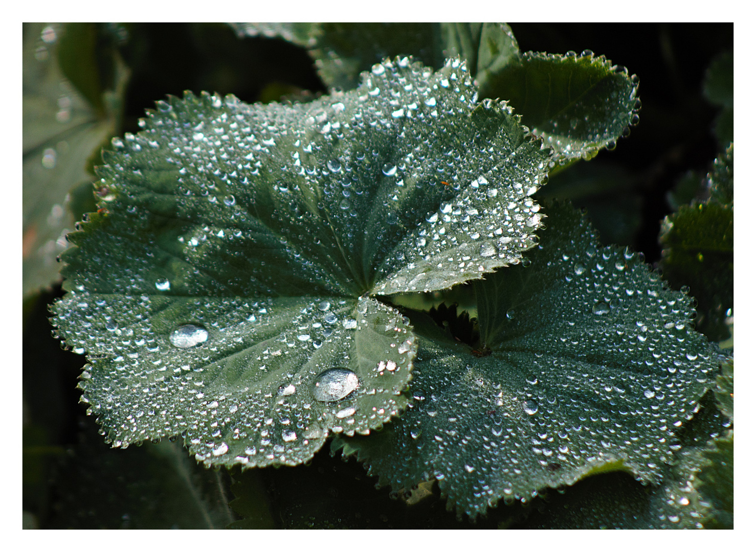 Nach dem Regen