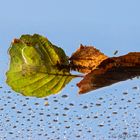 nach dem Regen