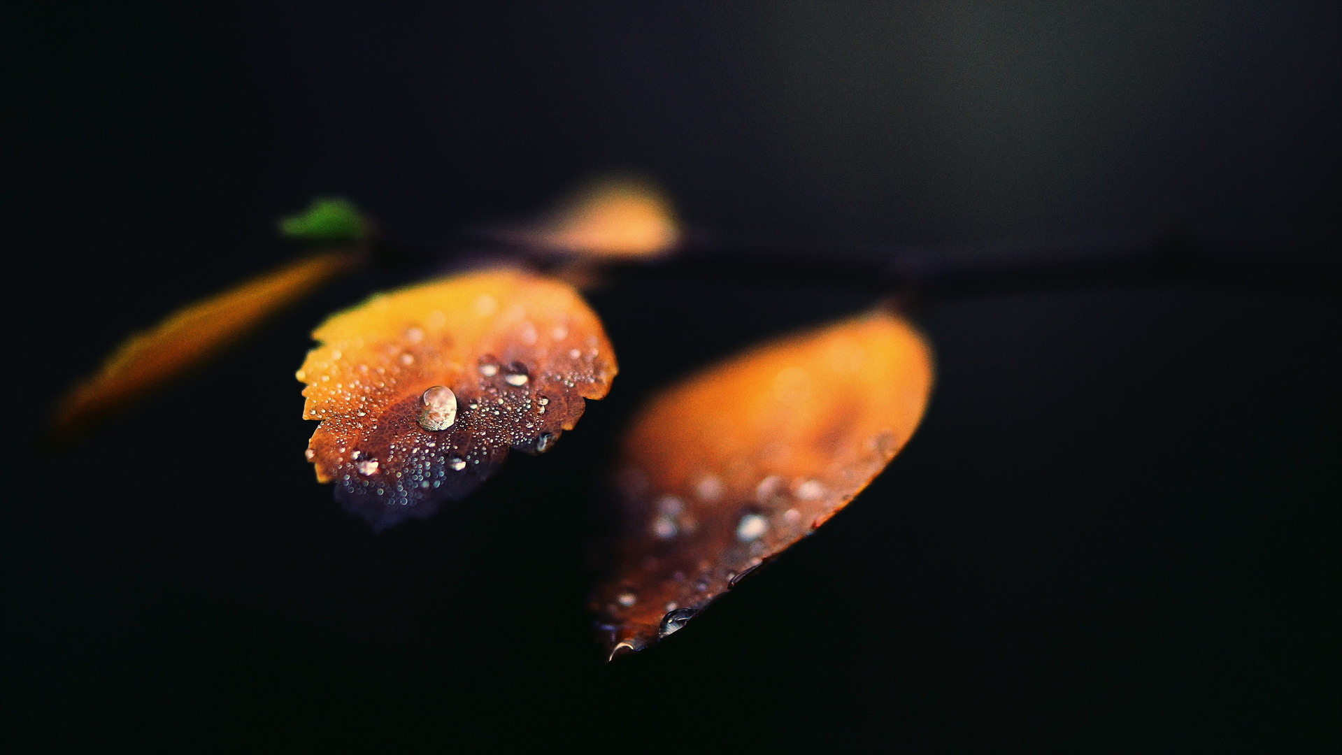 nach dem Regen