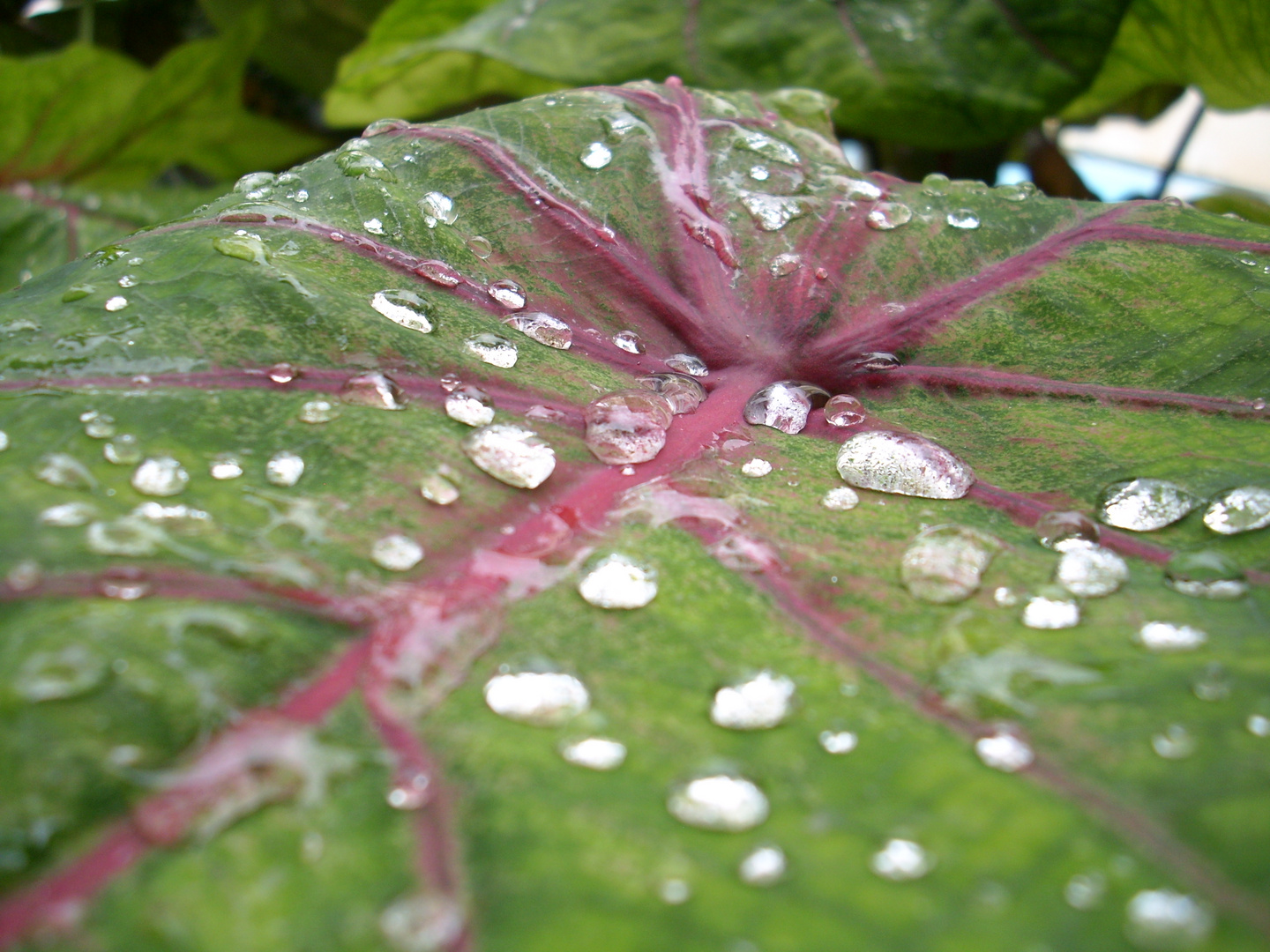 Nach dem Regen