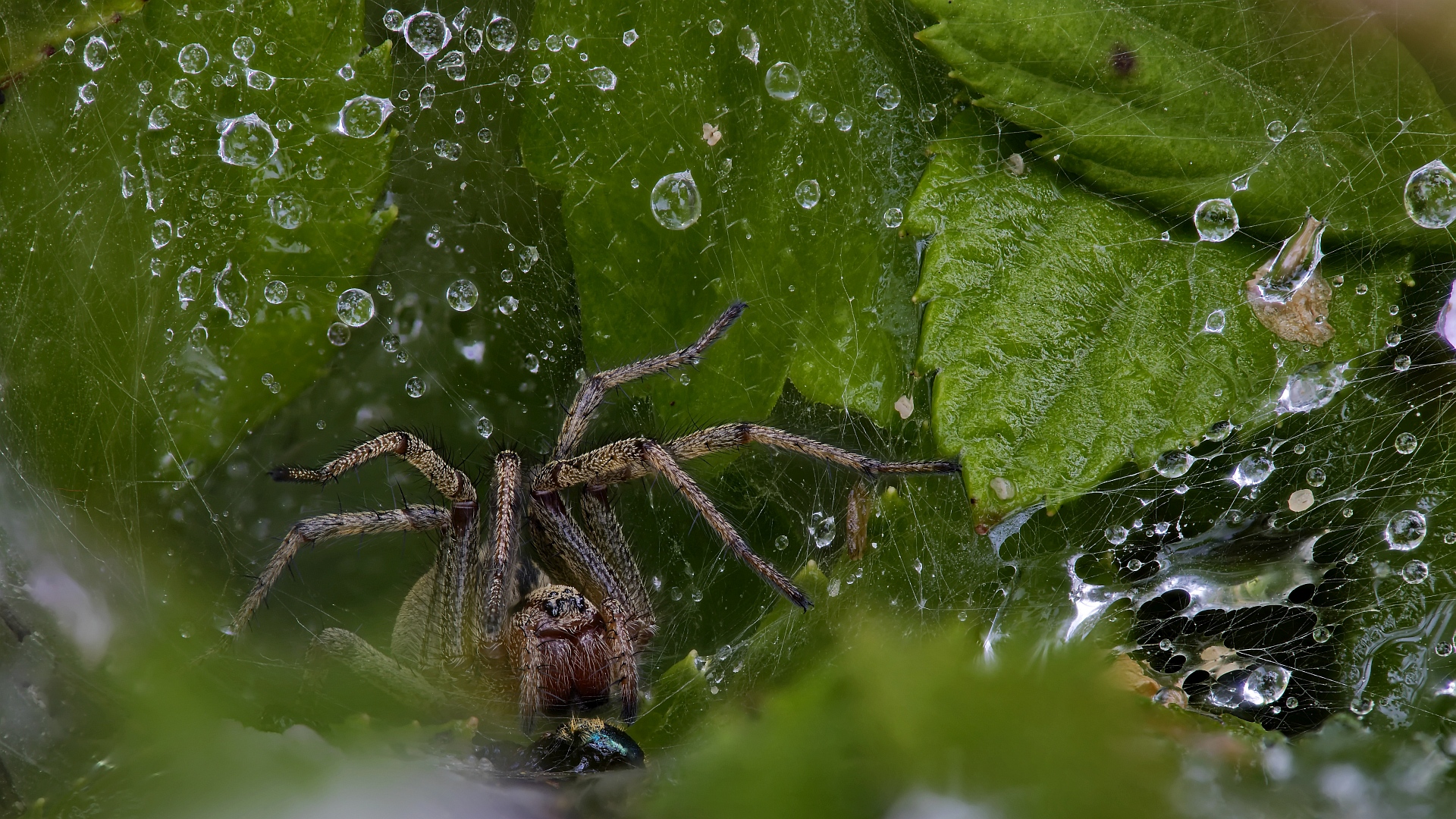 nach dem Regen …