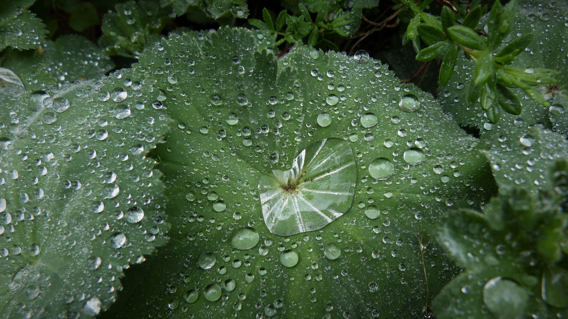 Nach dem Regen...