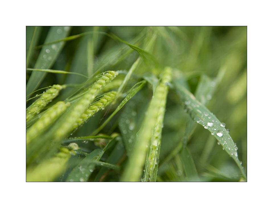 nach dem regen