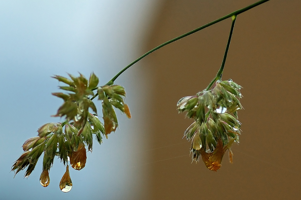 Nach dem Regen