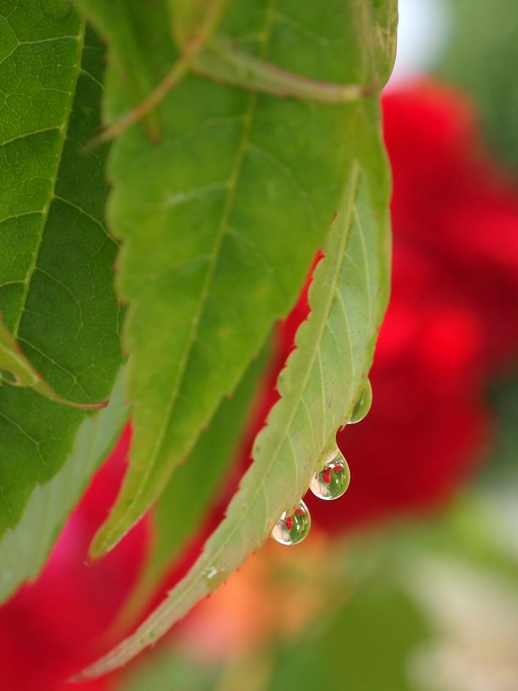 nach dem Regen