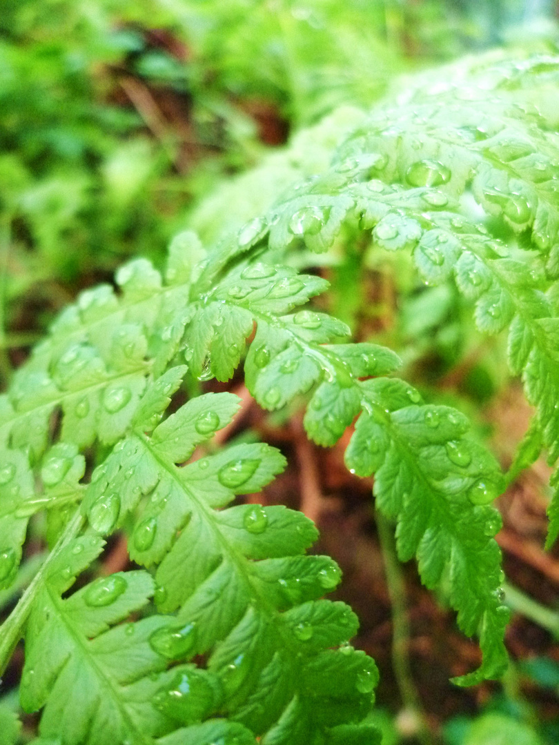 Nach dem Regen