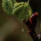 Nach dem Regen