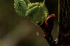 Nach dem Regen