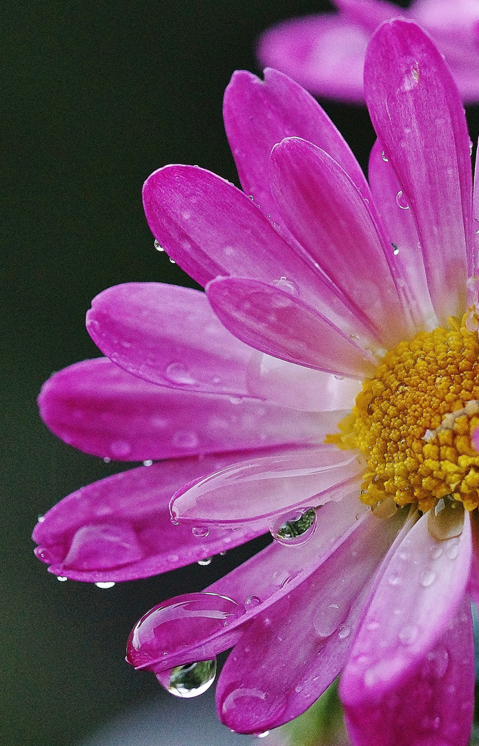 Nach dem Regen....