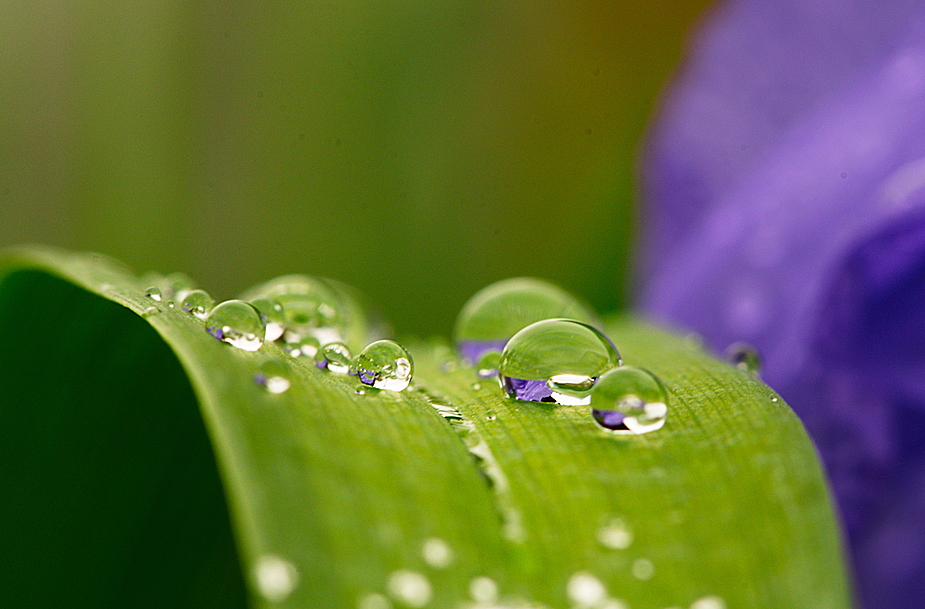 nach dem Regen.......