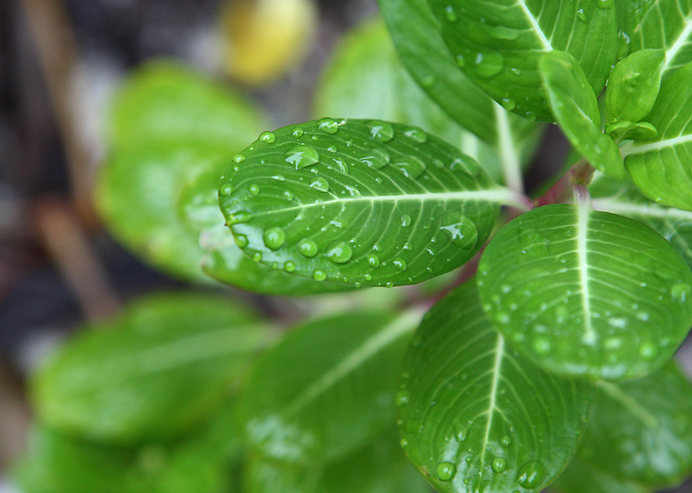 Nach dem Regen