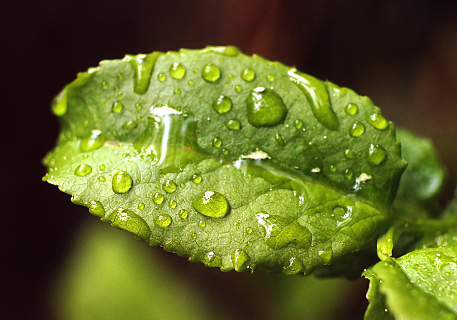 Nach dem Regen