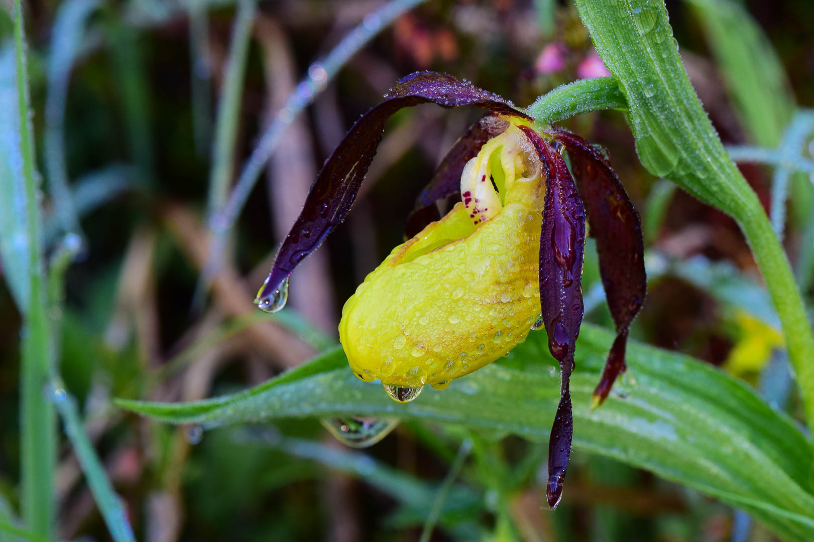 nach dem regen