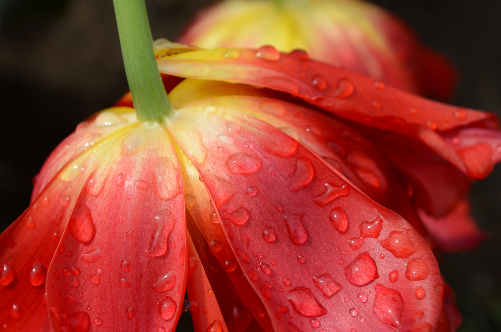 Nach dem Regen ...