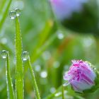 Nach dem Regen