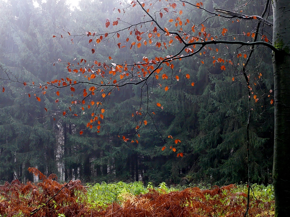 Nach dem Regen