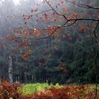 Nach dem Regen