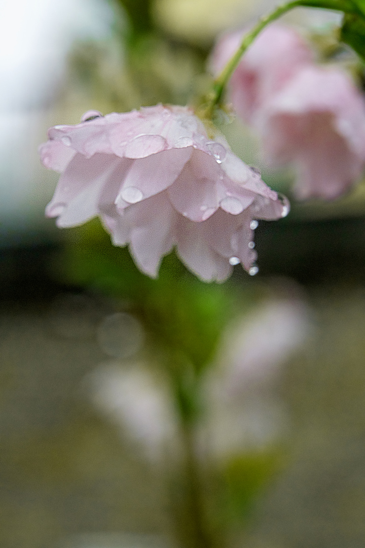 Nach dem Regen ...