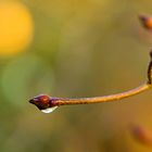 Nach dem Regen