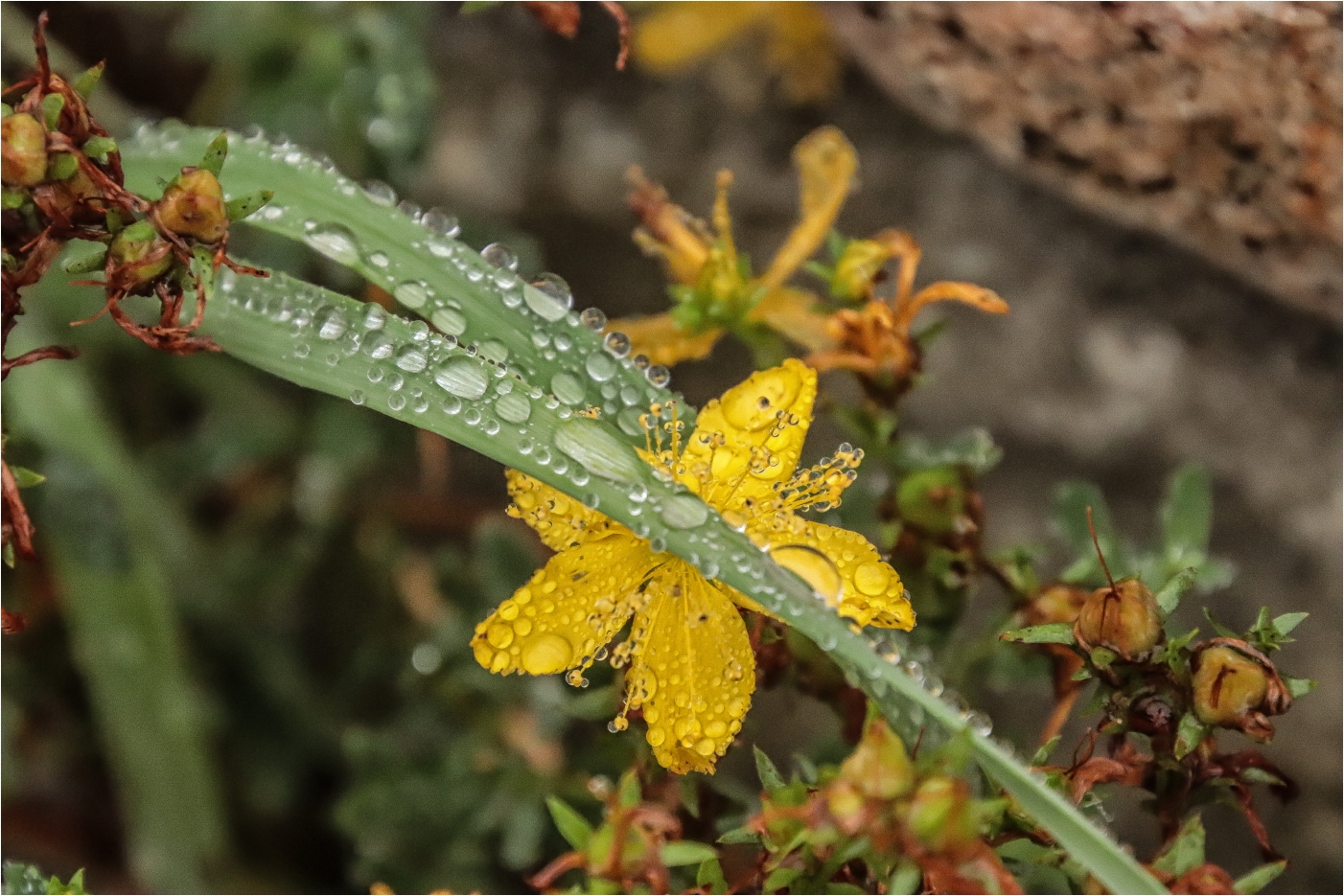 Nach dem Regen