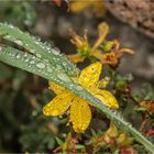 Nach dem Regen