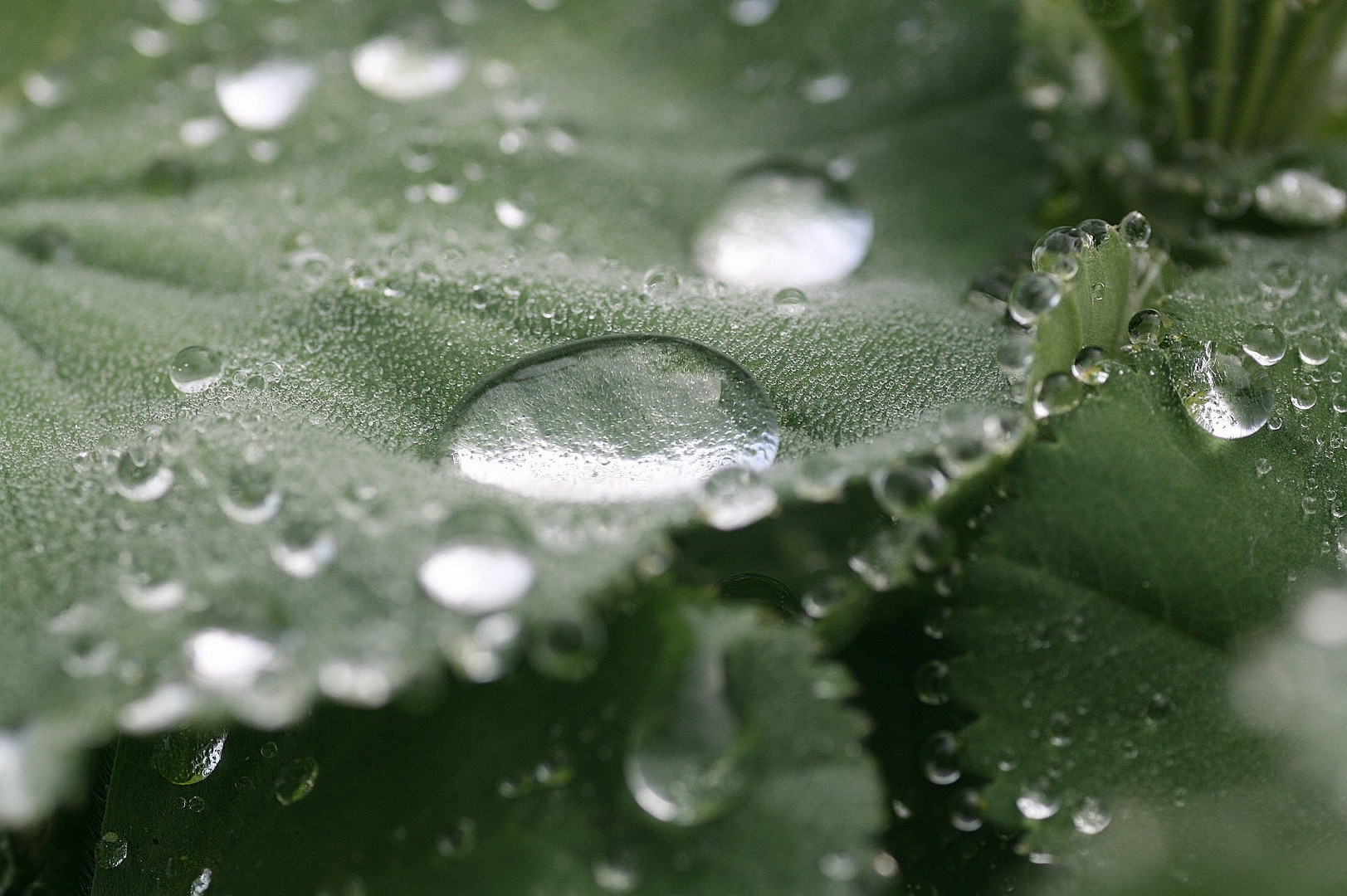 Nach dem Regen