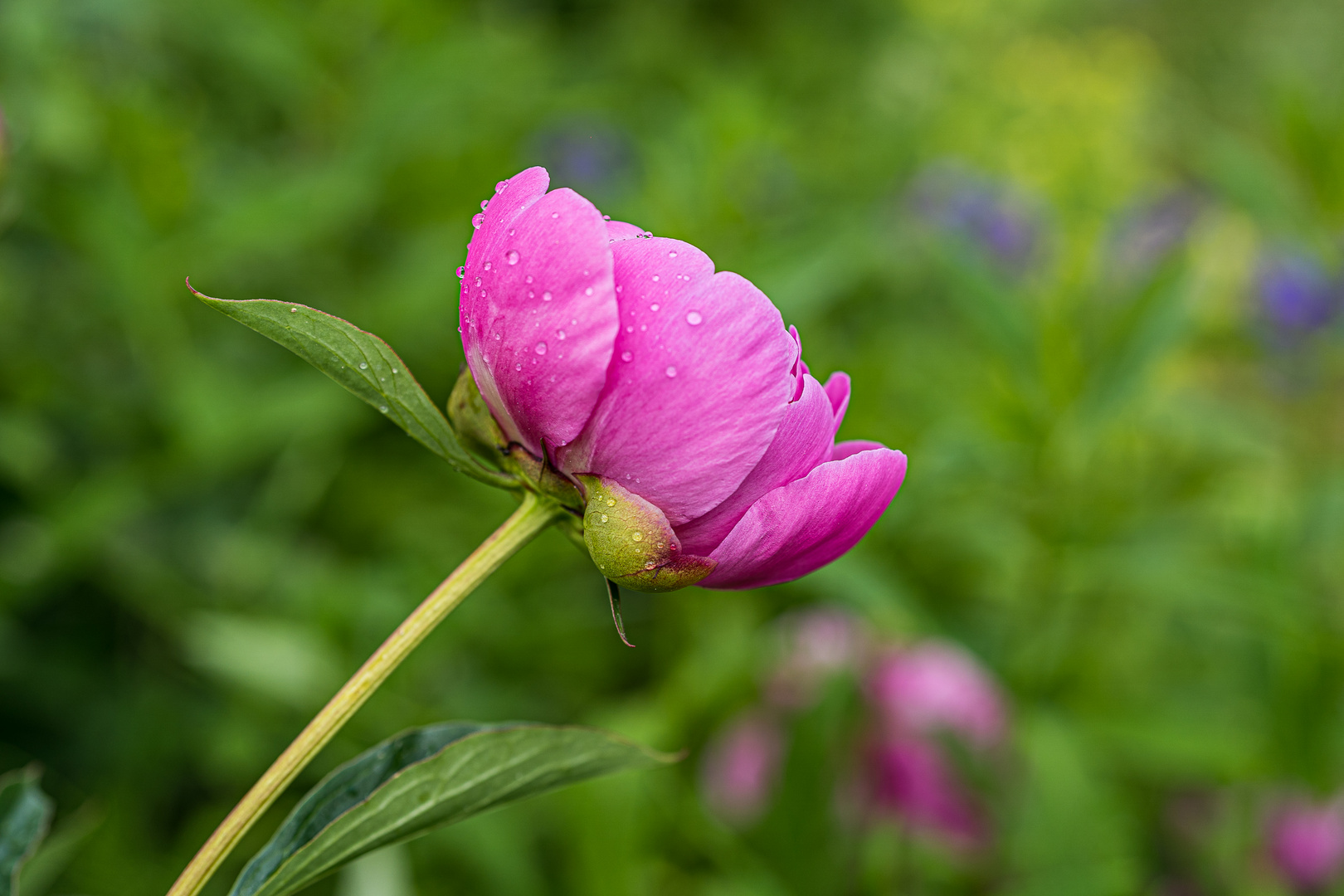 Nach dem Regen