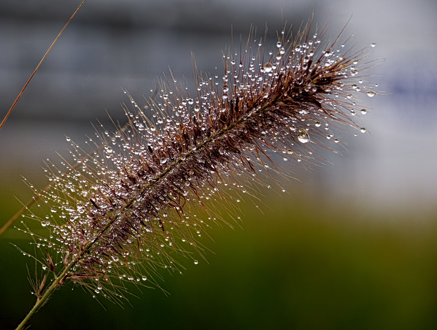 nach dem Regen