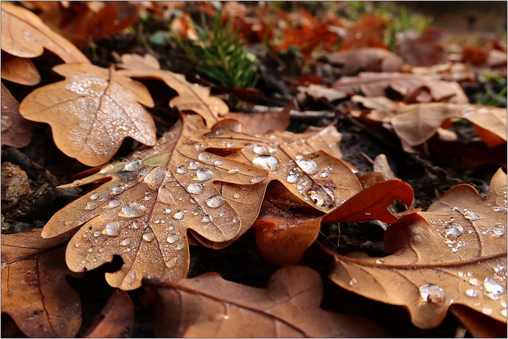 Nach dem Regen...