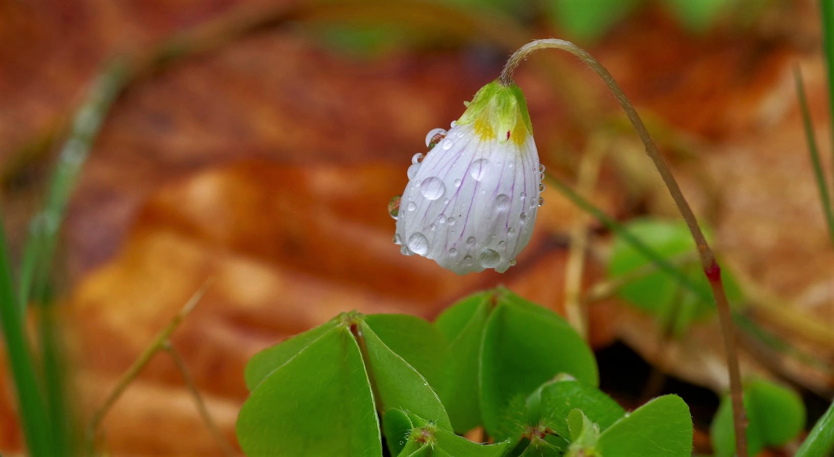 nach dem Regen