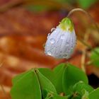 nach dem Regen